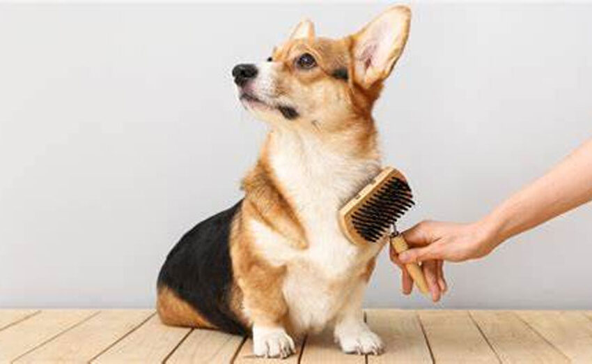  The Importance of Pet Combs to Healthy Coat: Keeping Your Furry Friend Beautiful and Happy