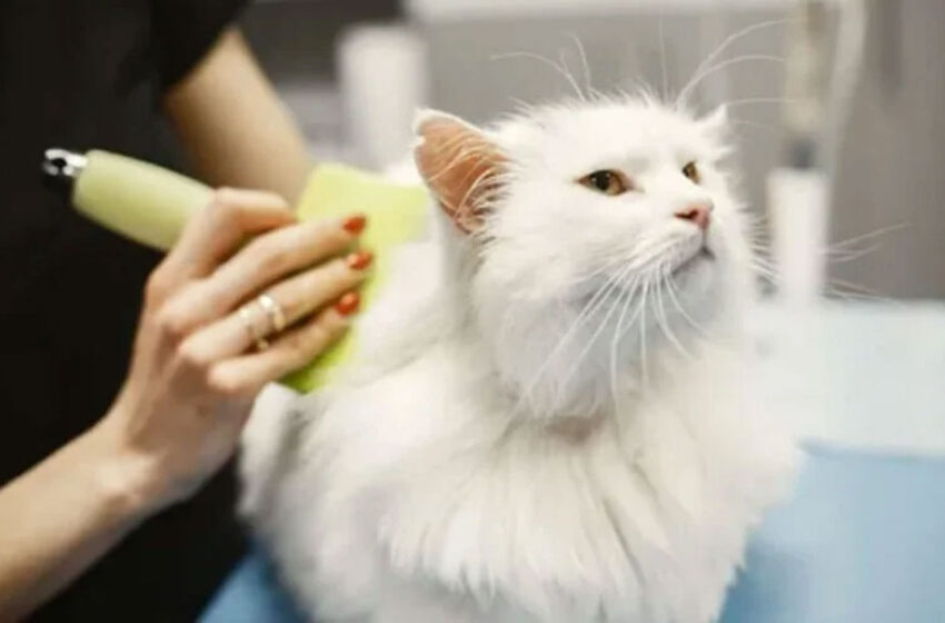  Why Regular Cat Grooming Is Essential for Feline Health